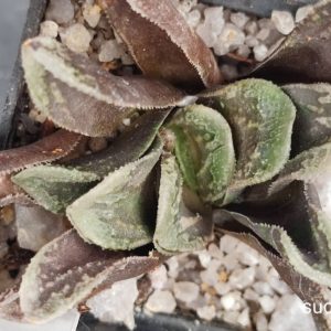 Haworthia truncata selection