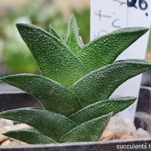 haworthia scabra hybrid