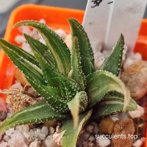 haworthia reinwardtii variegated