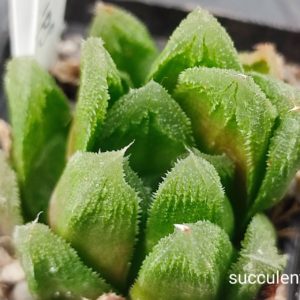 Haworthia Bristle tips