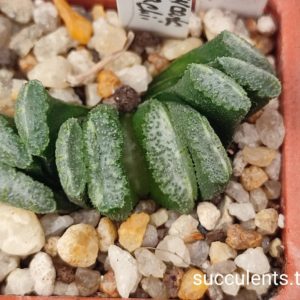 Haworthia truncata Kobayahi