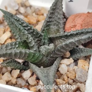haworthia limifolia Black form