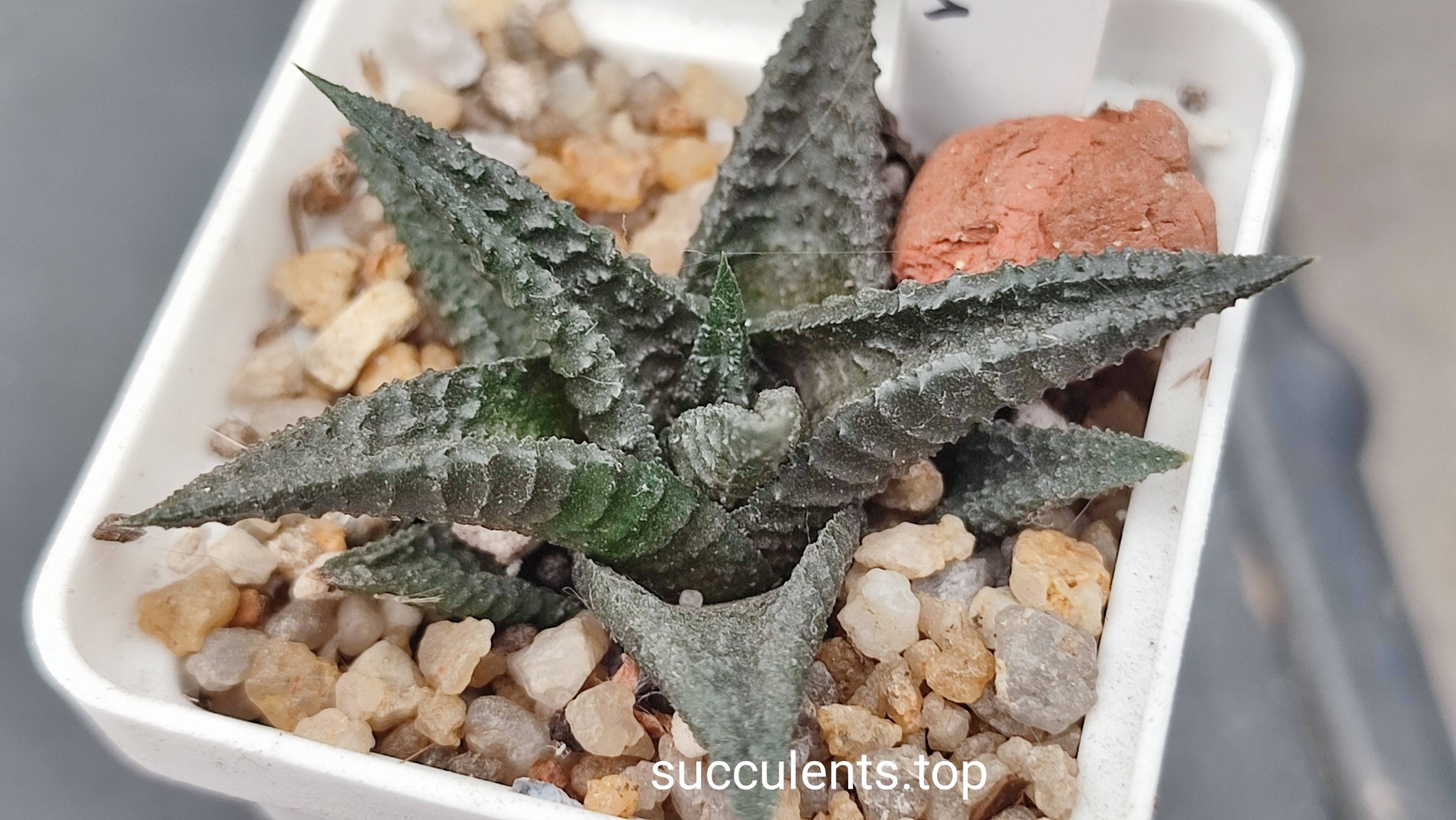 haworthia limifolia Black form
