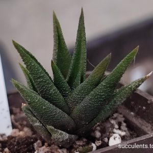 Haworthia sordida hybrid