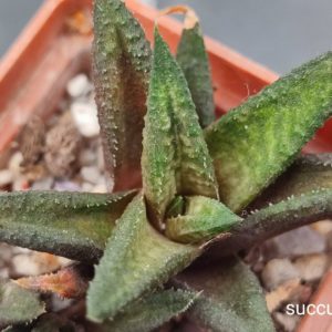 Haworthia Limifolia Jack Brown