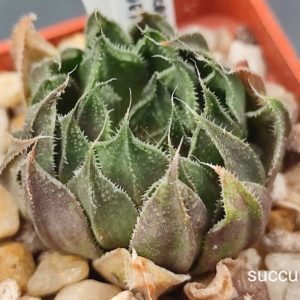 Haworthia Hakuma hybrid