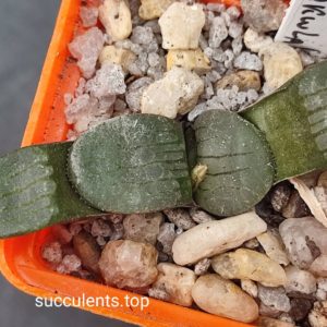 haworthia springbokvlakensis