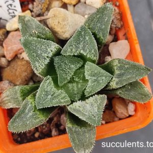 haworthia selection