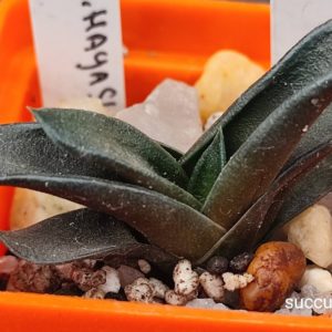 haworthia hyashy