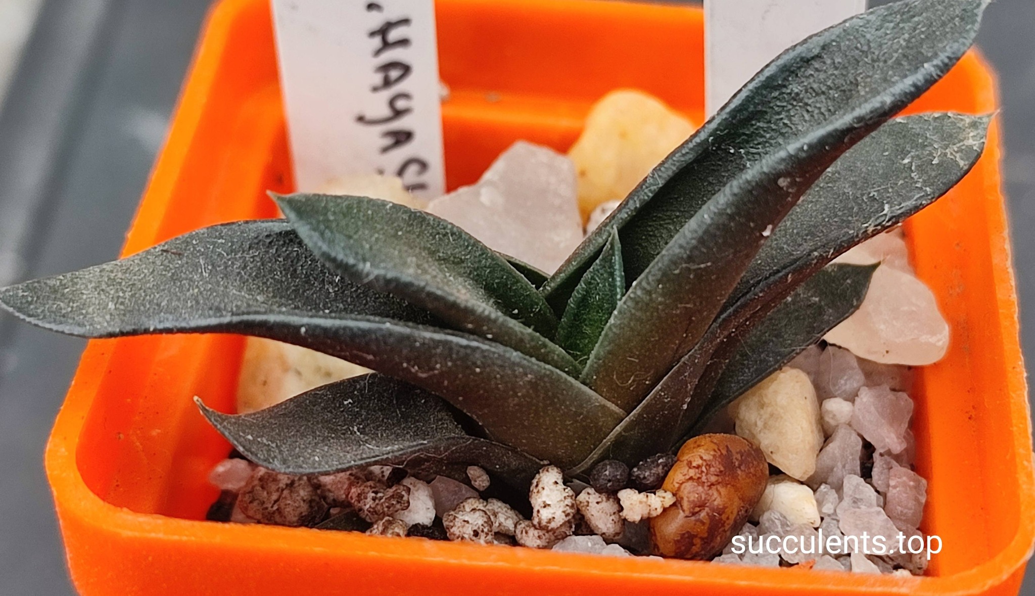 haworthia hyashy