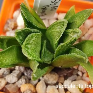 Haworthia Bronze Age