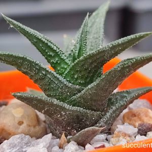 haworthia nigra