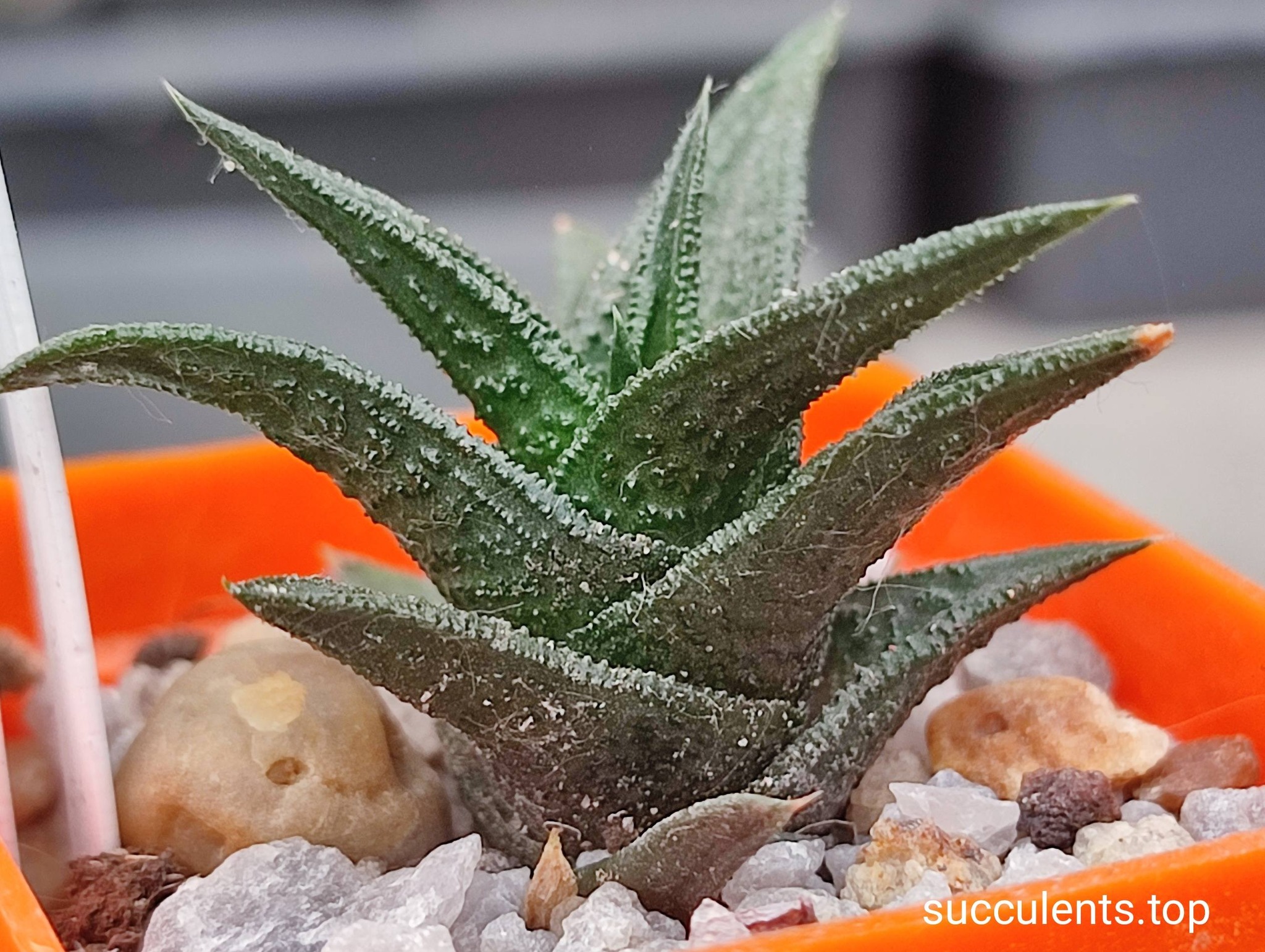 haworthia nigra