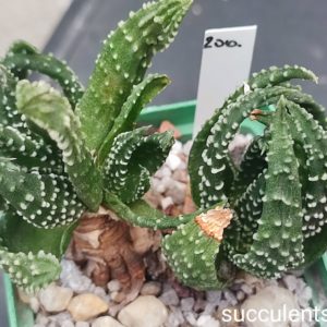 haworthia pumila