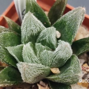 haworthia cooperi venusta