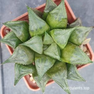 Haworthia mirabilis 'mundula'