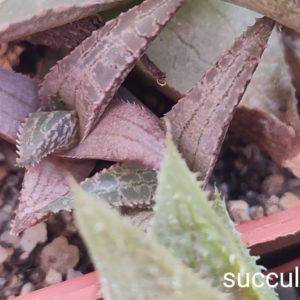 Haworthia tessellatacv Thunder Dragon d=2-3cm