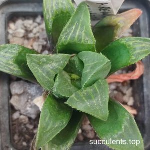 haworthia retusa mutica