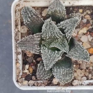 haworthia selection (black)