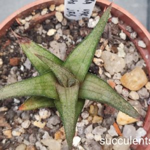 haworthia tesselata JRB1652