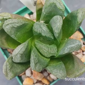 haworthia truncata hybrid