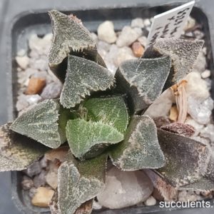 haworthia selection