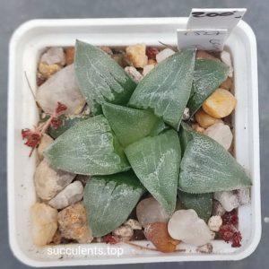 haworthia springbokvlakensis x haw