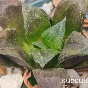 haworthia cv Chocolate