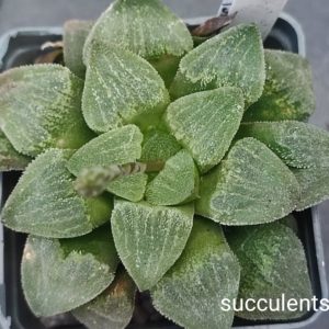 Haworthia pygmaea crystalina