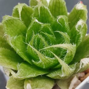 Haworthia lockwoodii hybrid