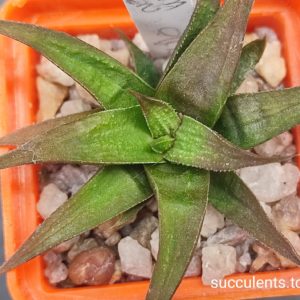 haworthia Green Ork
