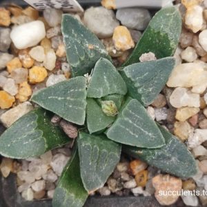 haworthia pygmeae ПАР