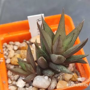 haworthia glabrata