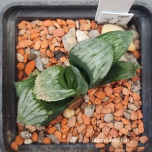 haworthia mutica Byakuya