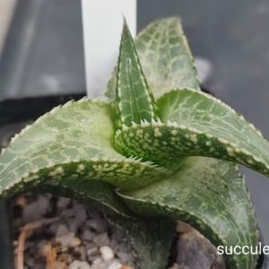 haworthia tesselata selection ПАР