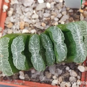 haworthia truncata selection