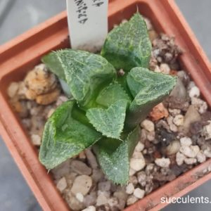 haworthia magnifica var magnifica