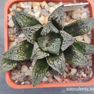 haworthia selection