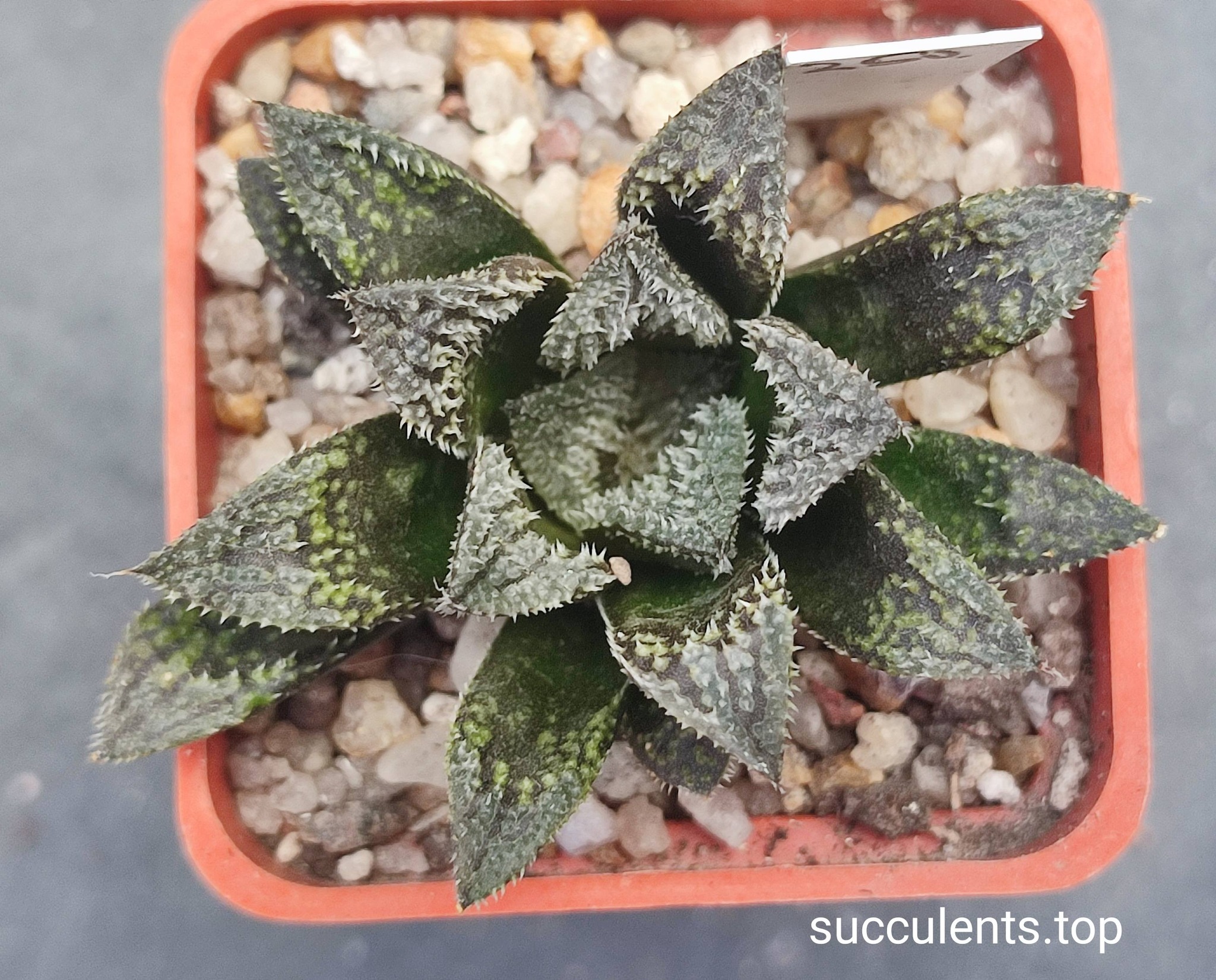 haworthia selection