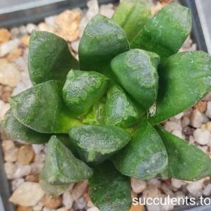 haworthia cv MIG2
