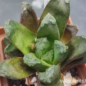 haworthia hybrid