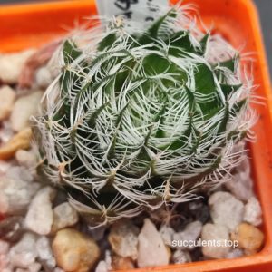 haworthia arachnoidea scabrispina