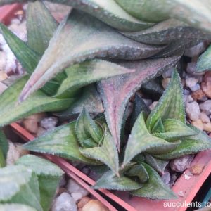 haworthia nigra coriacea D=2-3cm