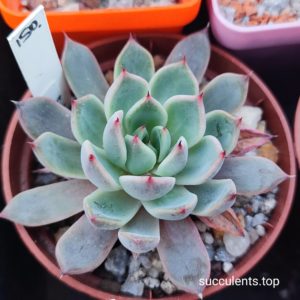 Echeveria La joya