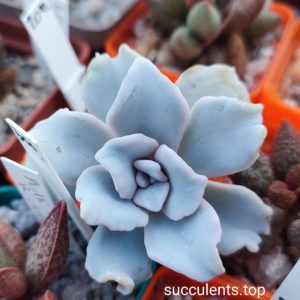 Echeveria crispate beauty