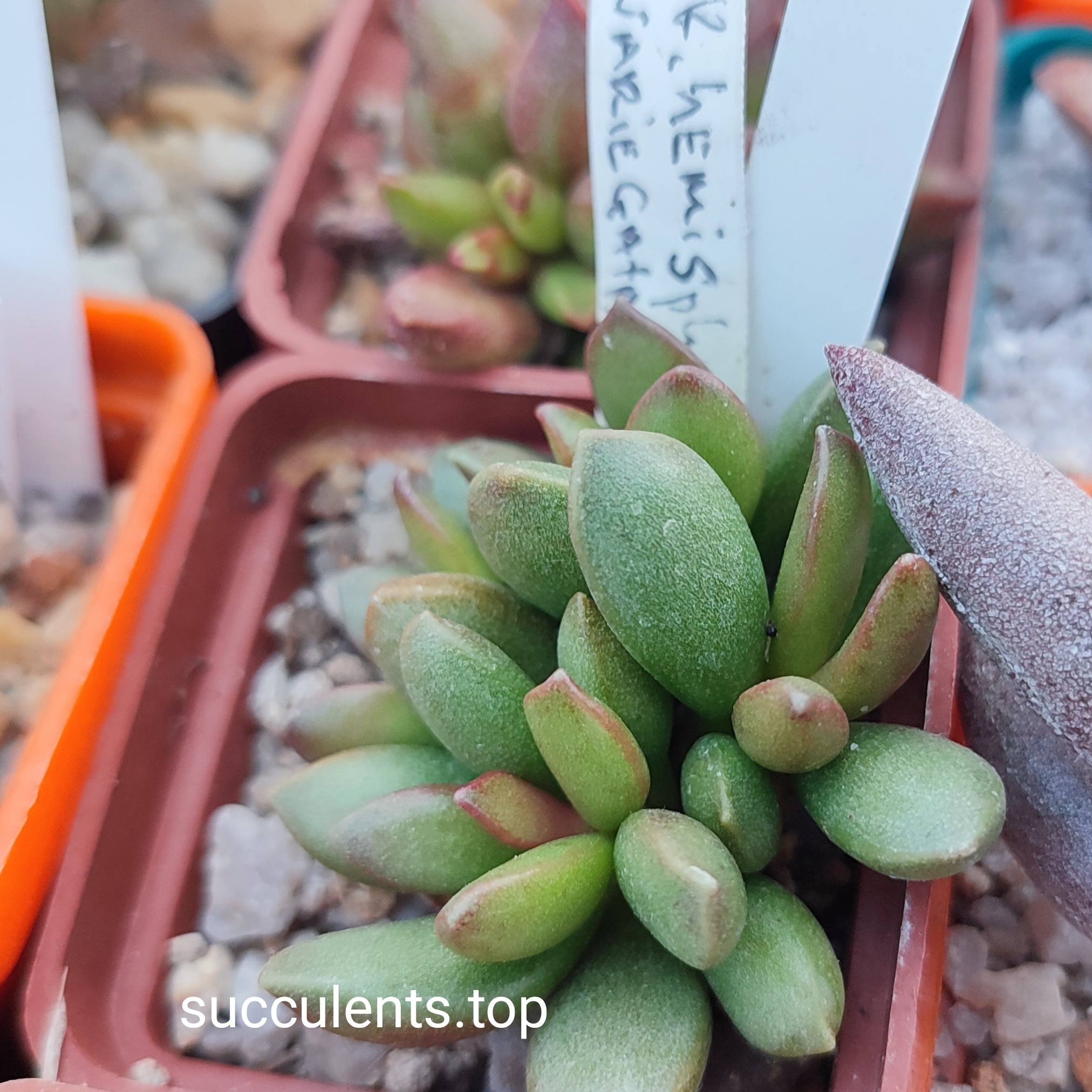 adromischus hemisphaerica