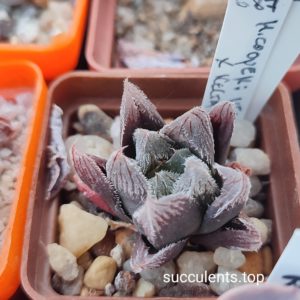 haworthia cooperi venusta hybrid