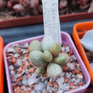 adromischus fillicaulis