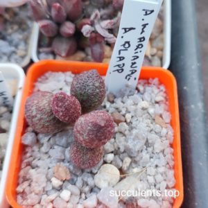 adromischus marianiae A Plapp