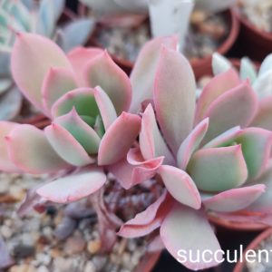 echeveria luella